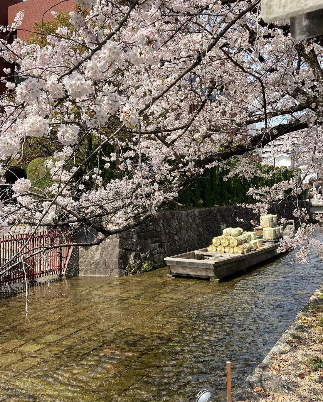 京都市内も桜満開